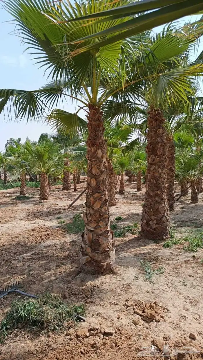 يوجد لدينا من جميع انواع الفروخ والنخيل النقايل تشبيك المزار 4