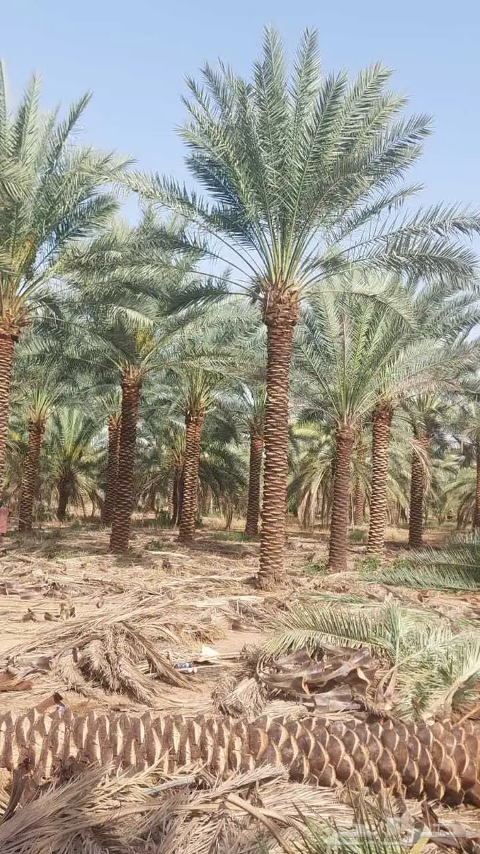 السلام عليكم ورحمه الله وبركاته عندنا نخل طيب متواجد في مكه 4