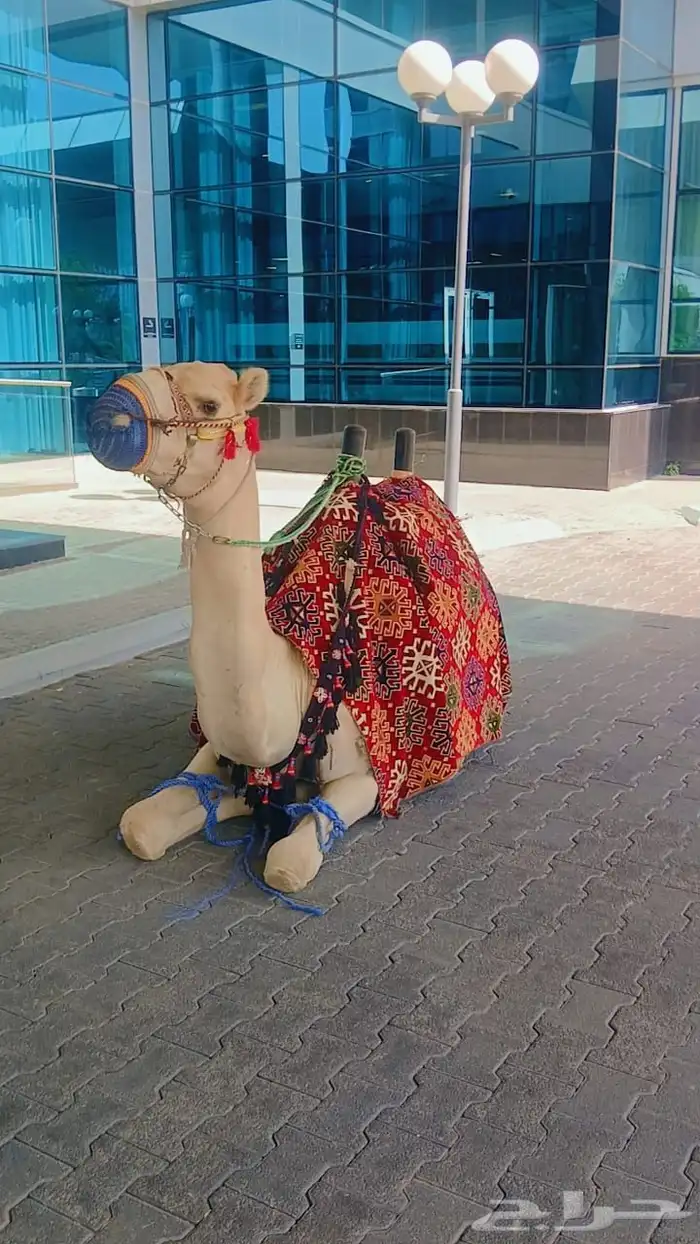 يوجد لدينا اجار خيل و جمال وسيسي يوم اسبوع شهر معا التوصيل و 7