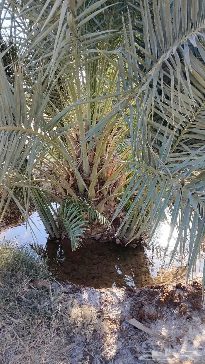 نخل 4
