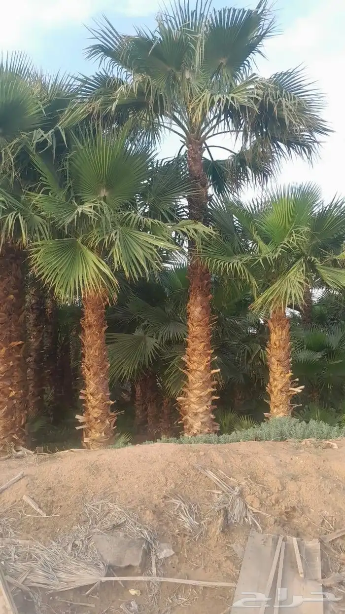 تنسق حدق شبكات راي توماتيك وعادي وجميع الاسيار 1