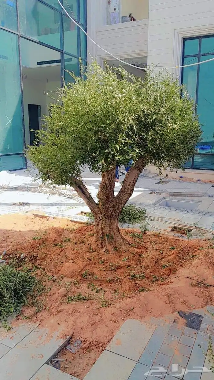 شجر زيتون معمر 5
