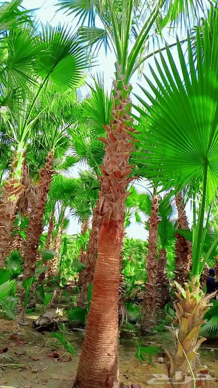 نخيل واشنطن زينه 6