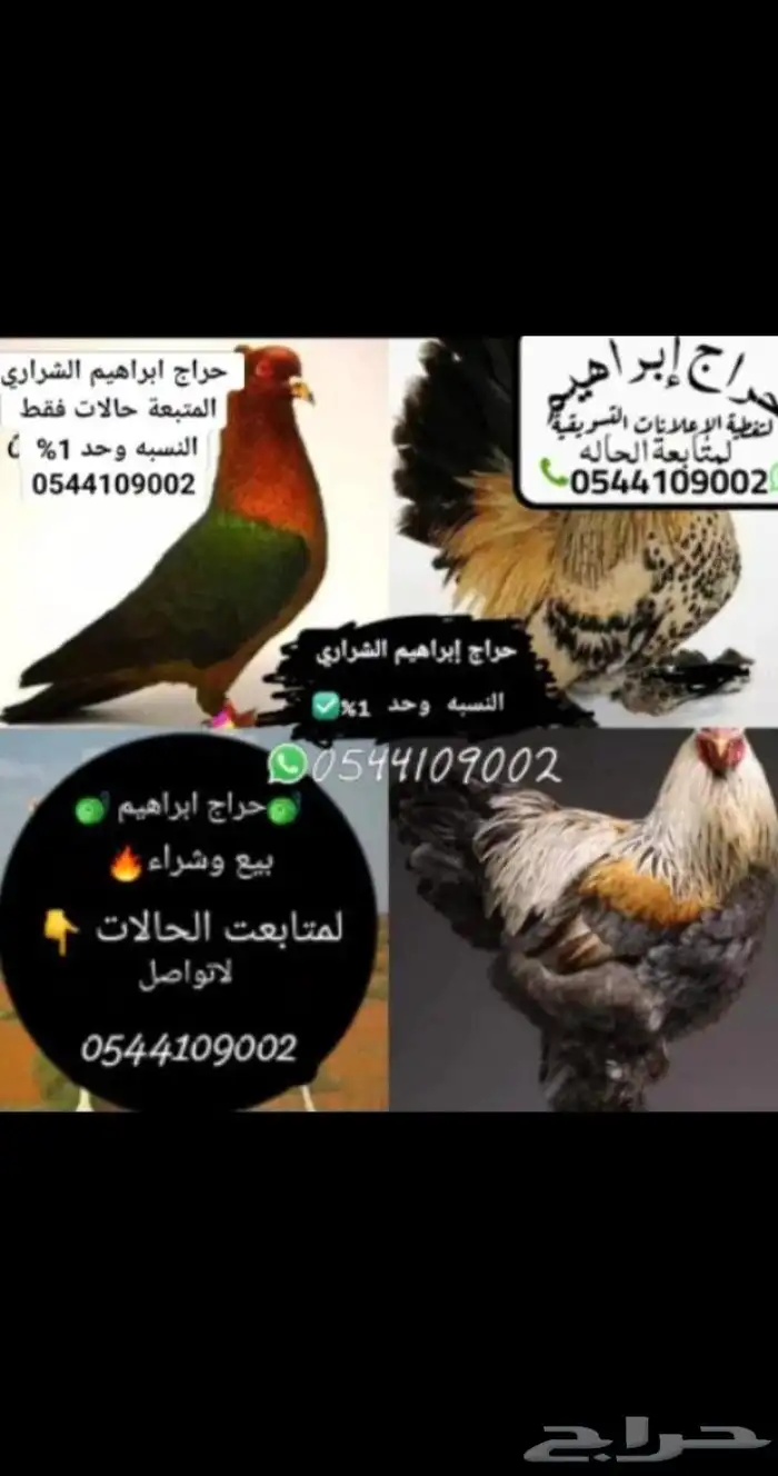حراج إبراهيم الشراري المتبعة حالات فقط حياكم الله جميع 1