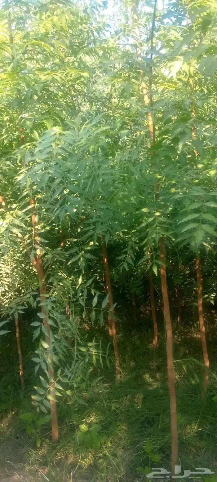 تنسق حدق شبكات راي توماتيك وعادي وجميع الاسيار 4