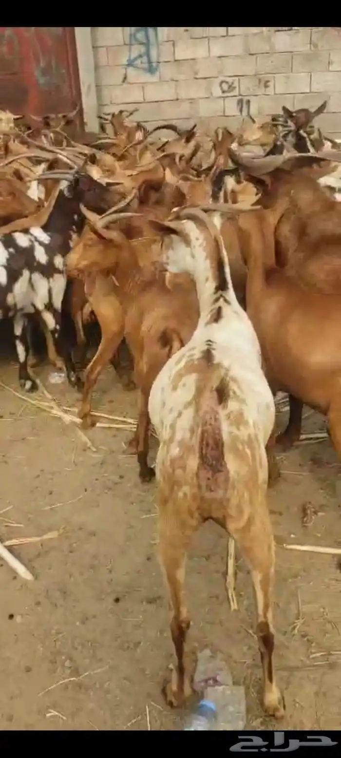 غنم بلادي شرط العدد 43 وتبع 10 الباقي دفيع الا شرط 1