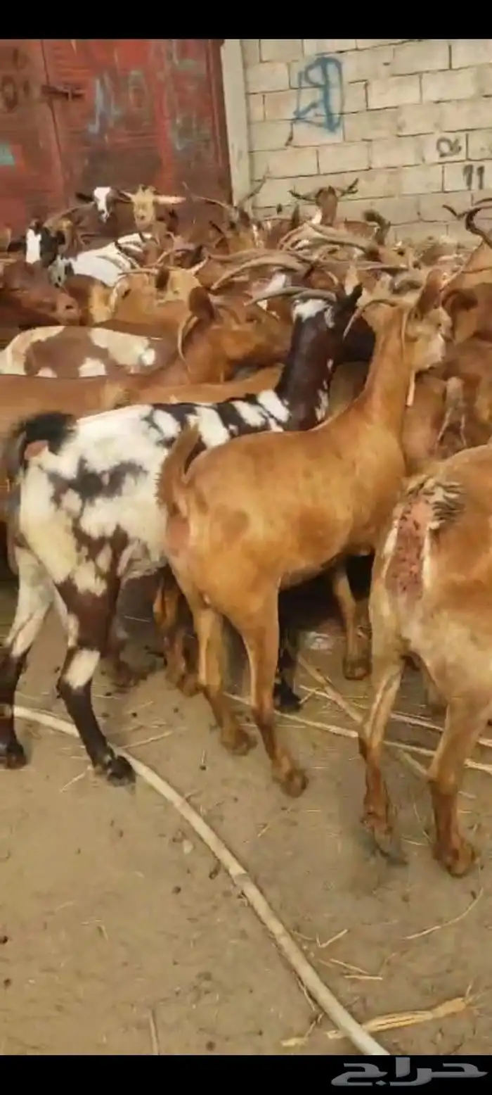 غنم بلادي شرط العدد 43 وتبع 10 الباقي دفيع الا شرط 0