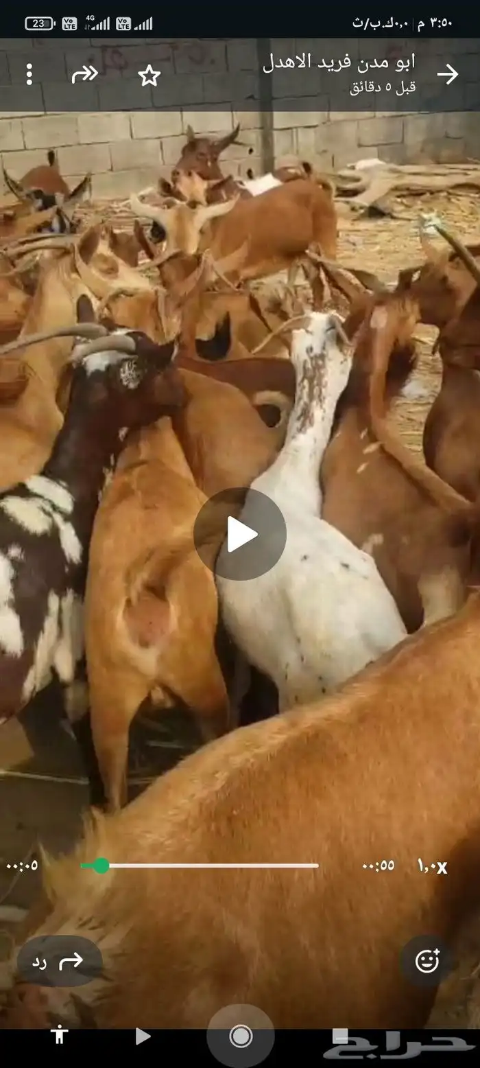 يوجد لدينا غنم دهم مرح واحد 7