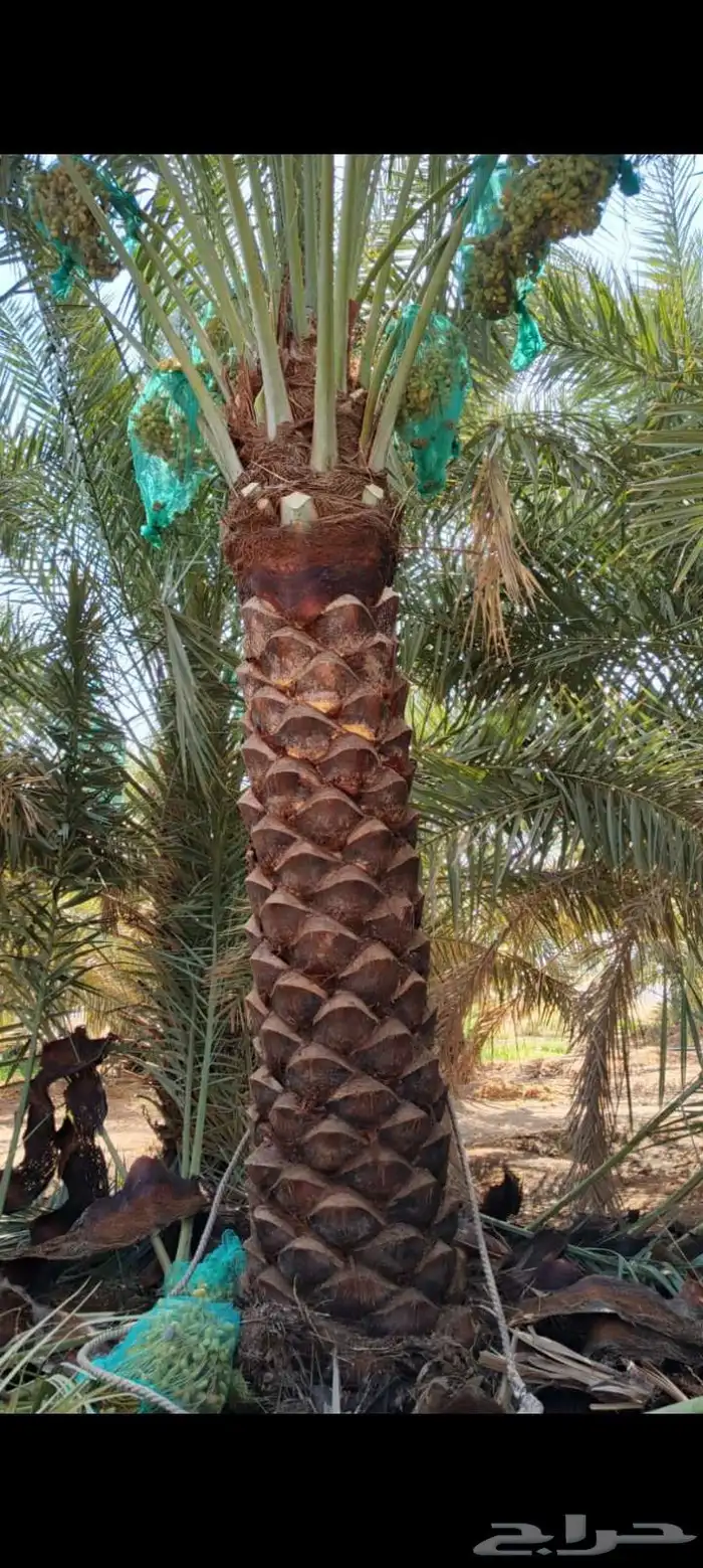 يوجد لدينا من جميع انواع الفروخ والنخيل النقايل تشبيك المزار 0