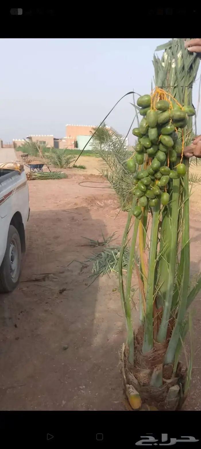 يوجد لدينا من جميع انواع الفروخ والنخيل النقايل تشبيك المزار 9