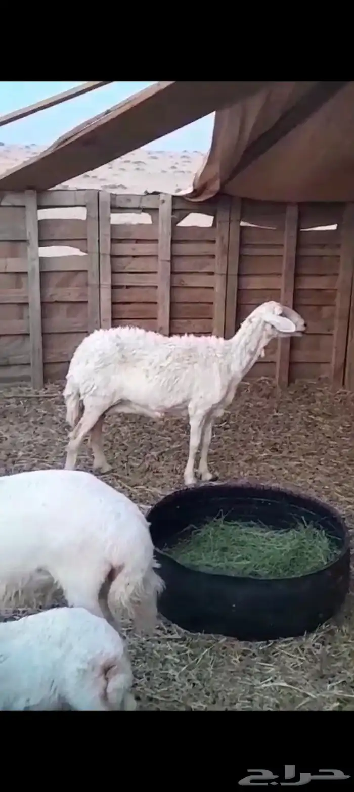 شات حايل 1