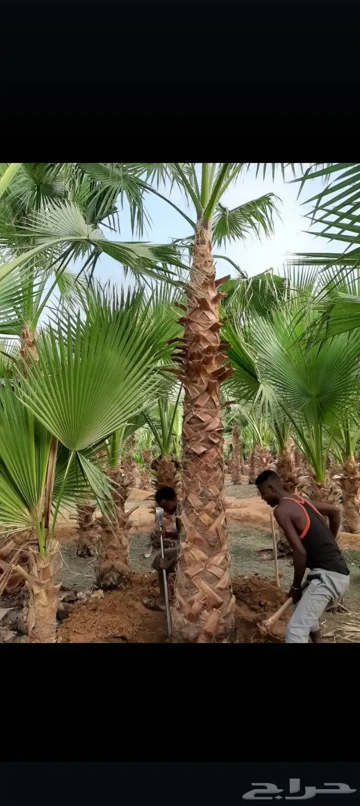 توريد وتركيب النخيل الواشنطن الزينة الامركي 0