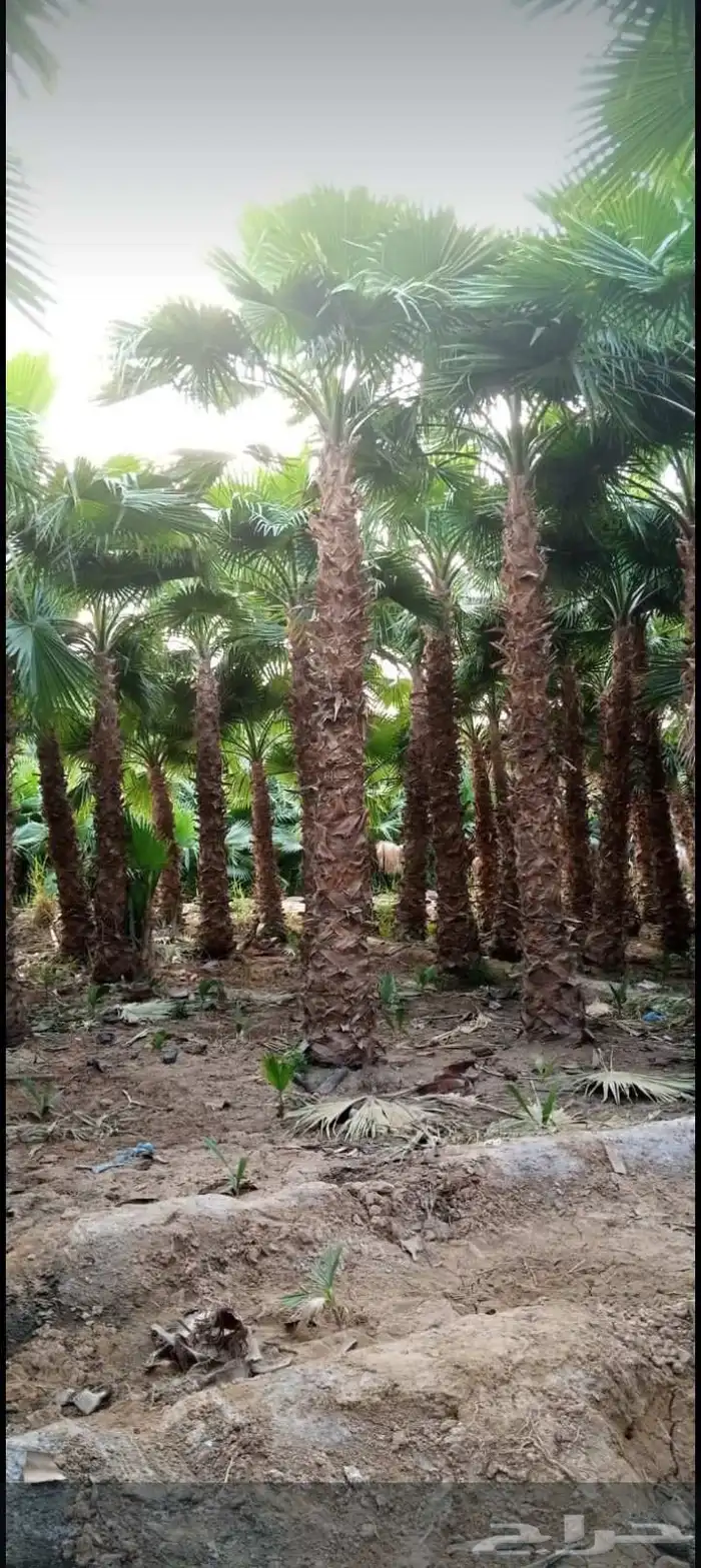 توريد وتركيب النخيل الواشنطن الزينة الامركي 2