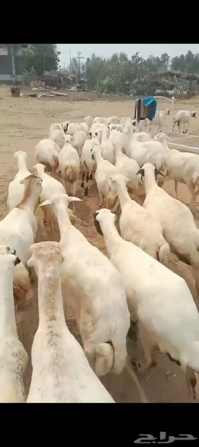 ضأن رفيديات قريب طيبه مرحه وحد 0
