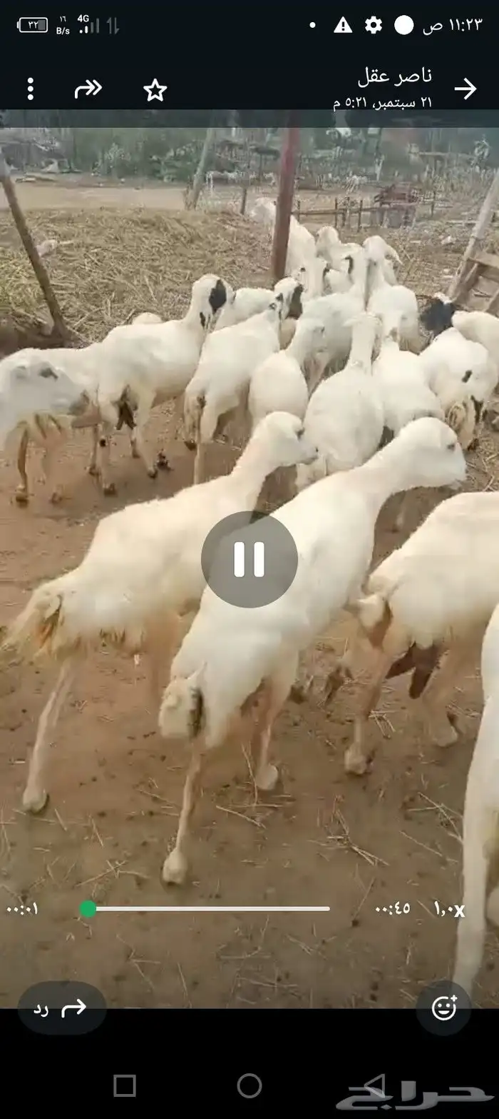 ضأن رفيديات قريب طيبه مرحه وحد 1