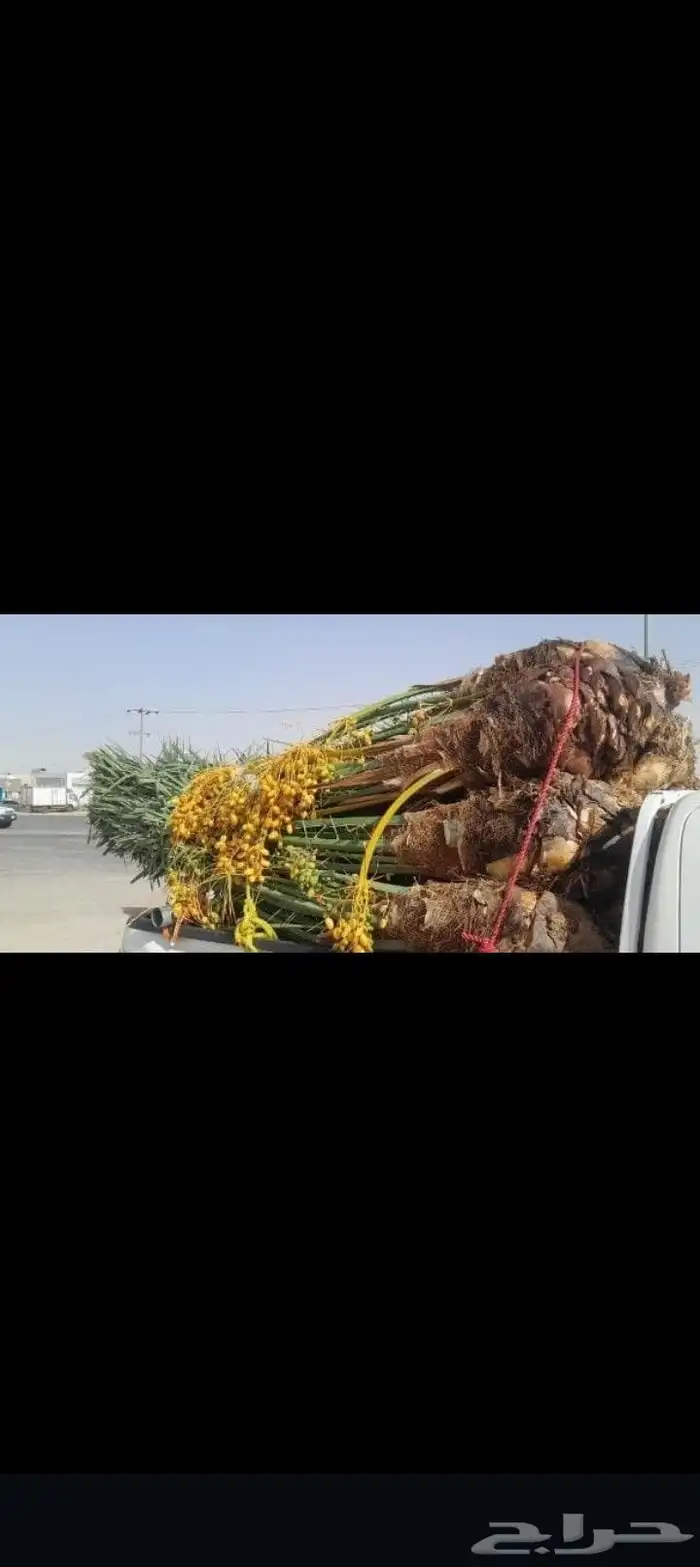 السلام عليكم ورحمه الله وبركاته يتوفر لدينا نخيل عربي مثمر 1