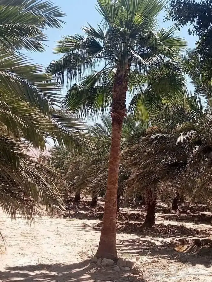 السلام عليكم ورحمه الله وبركاته عندنا نخل طيب متواجد في مكه 6