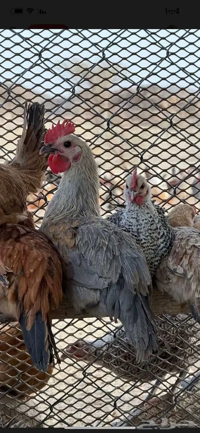 دجاج فيوم 0