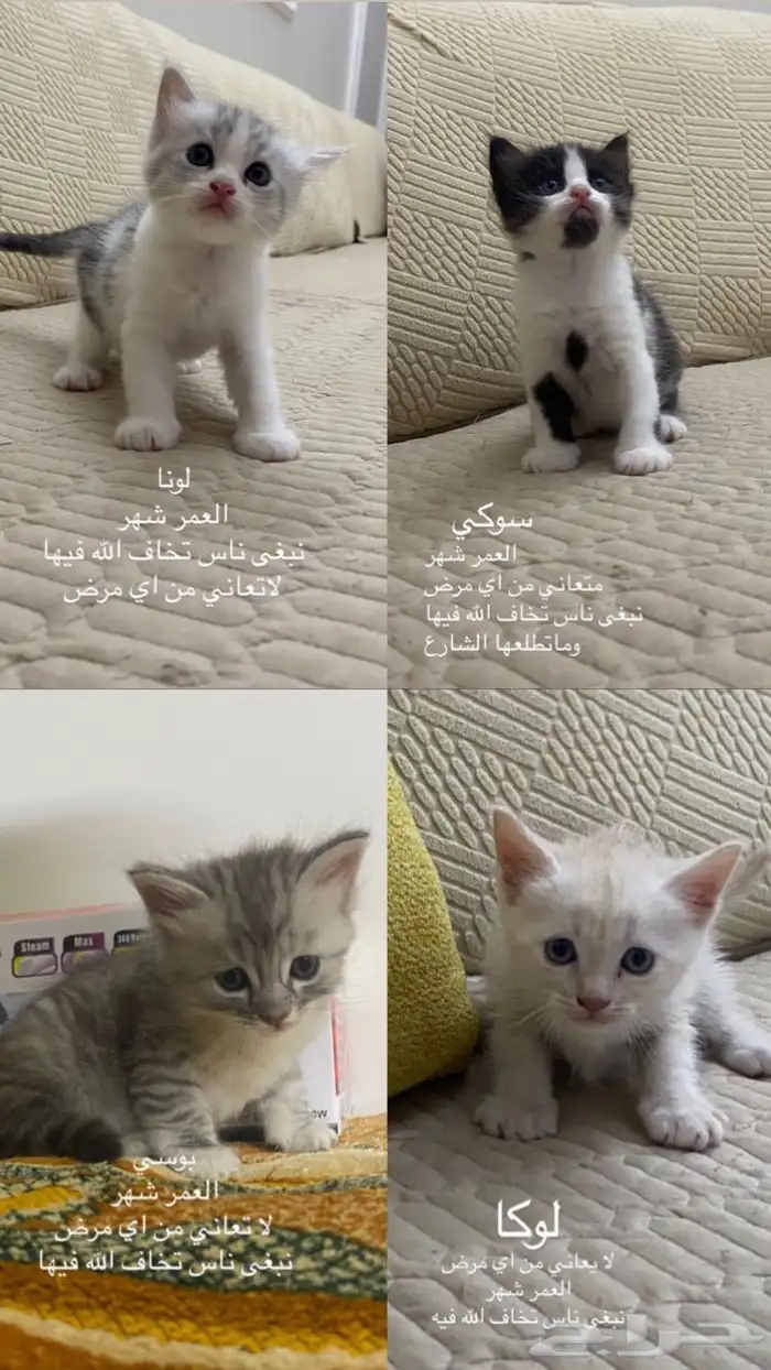 قطط أمريكي ما شاء الله 0