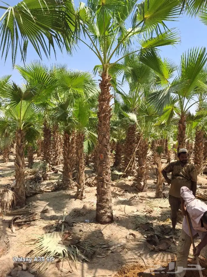 توريد النخيل الوشنطنيأ والبلدي تكريب 2