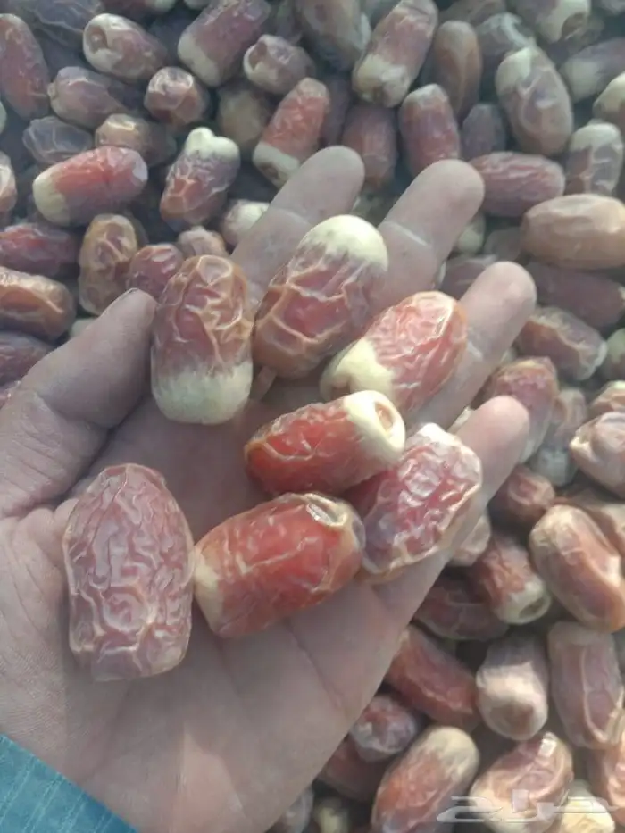 تمر صقعي مبروم طيب 1