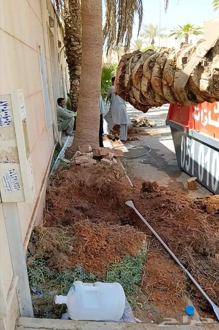 نقل وتكريب وازالة نخل واشنطني وعربي وازالة شجر 0