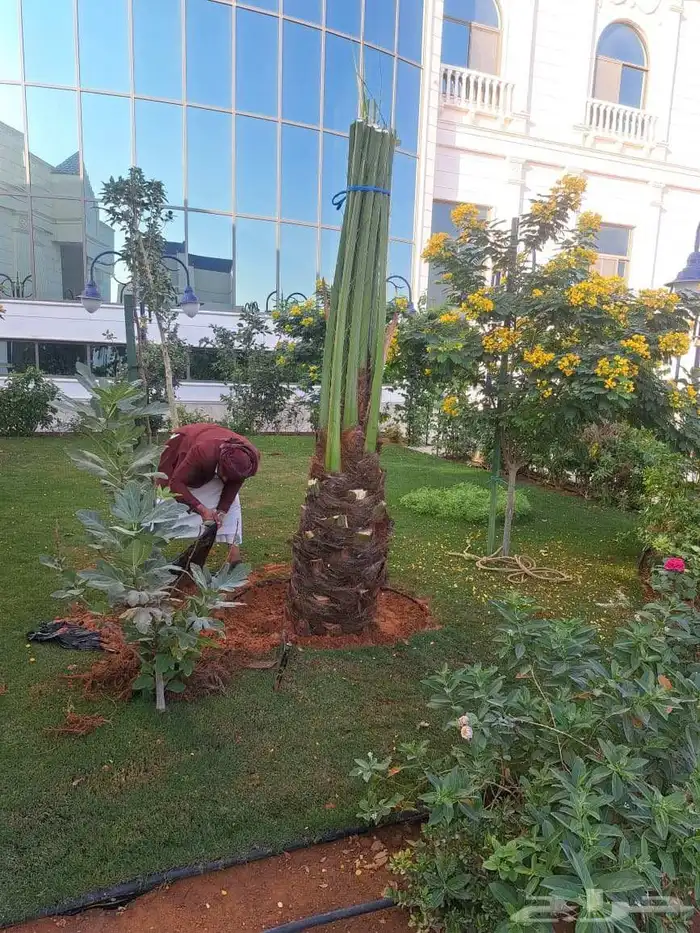 نخل القصيم 3