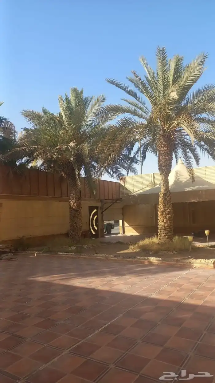 نقل وتكريب وازالة نخل واشنطني وعربي وازالة شجر 2