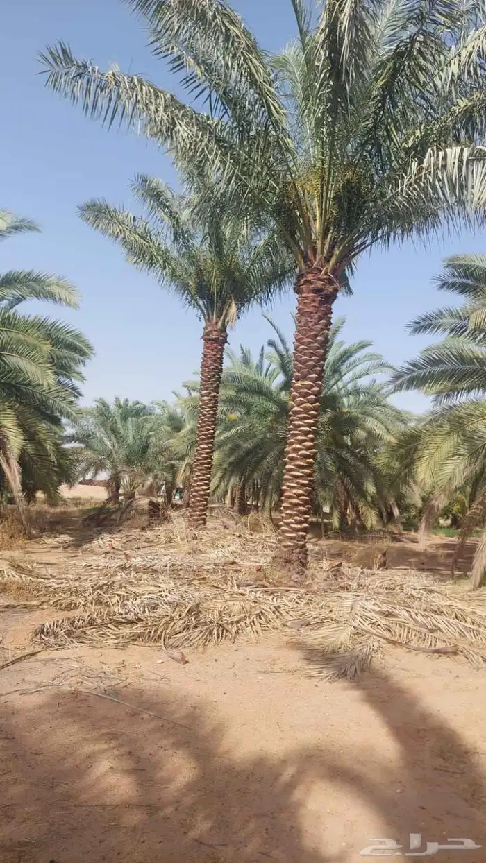 اخي العربي جميع المقاسات وصل مزروع 3