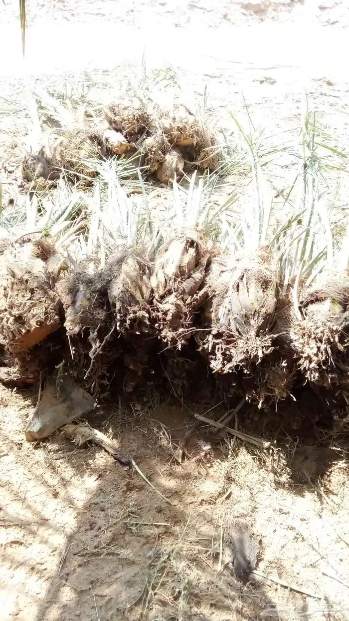 قلاع الفصائل وزراعتها وتركيب بيوت محميه وشبوك مزارع 3
