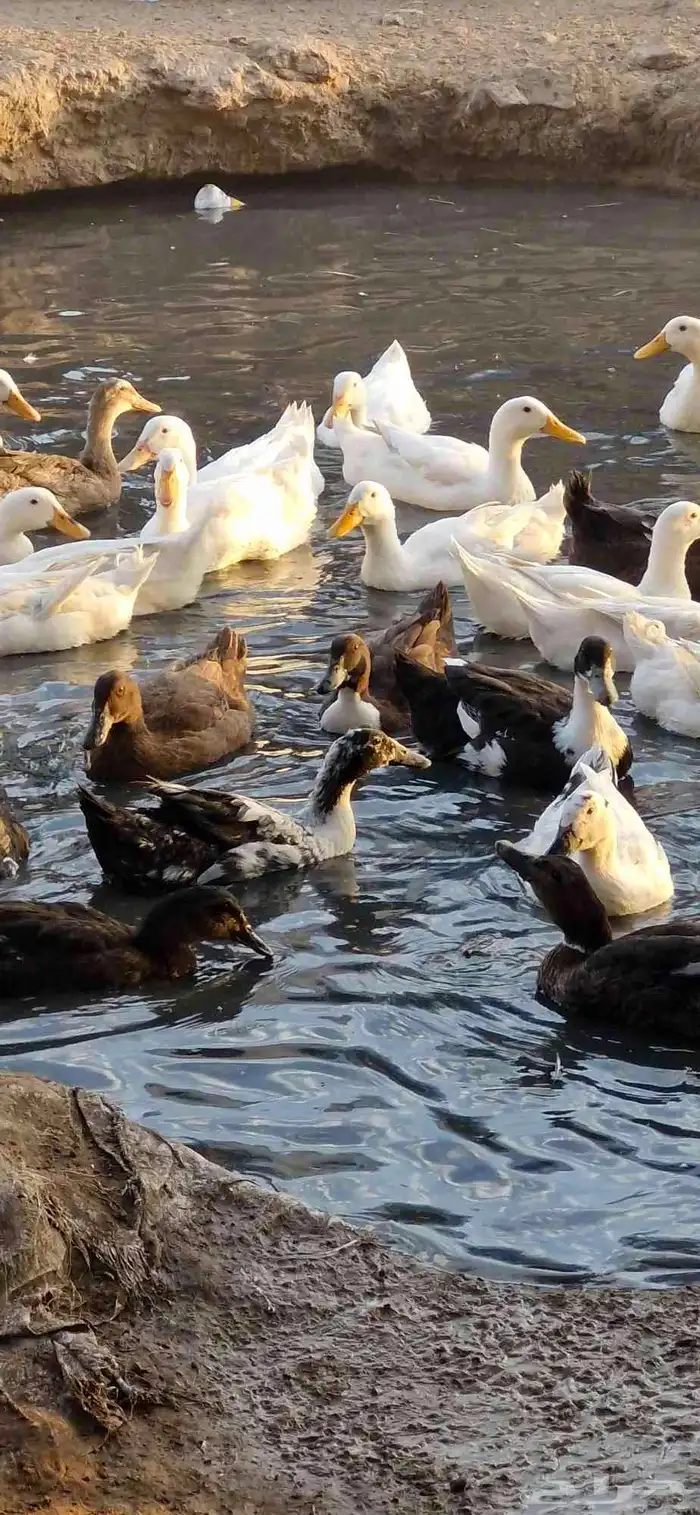 بط شرشري بياض 1