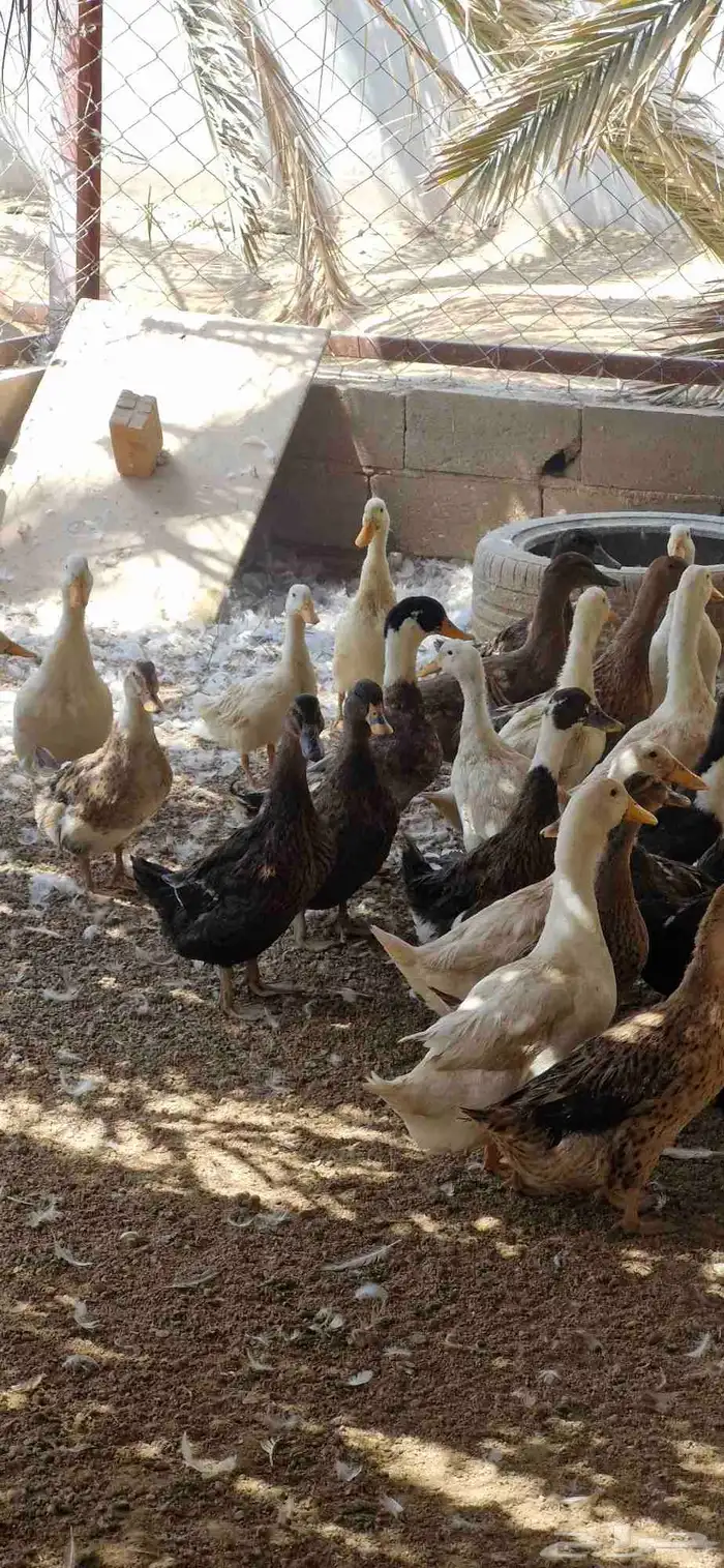 بط شرشري بياض 6