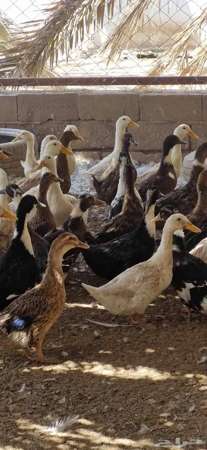 بط شرشري بياض 2