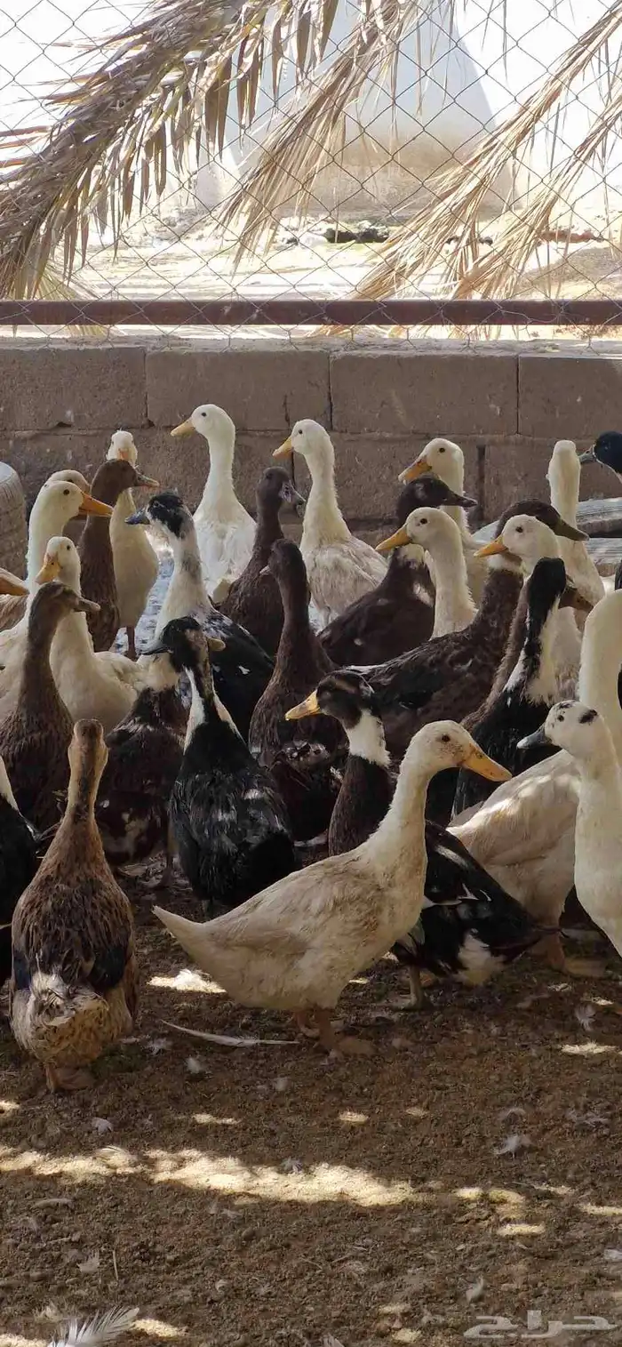 بط شرشري بياض 5