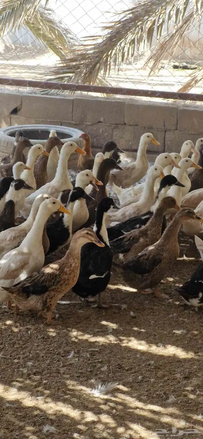 بط شرشري بياض 7