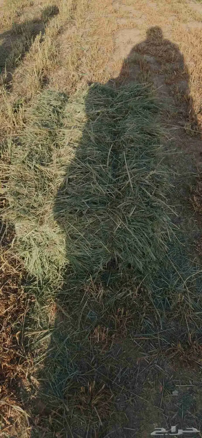 بلو بنك عود ناعم وشد طيب . 4