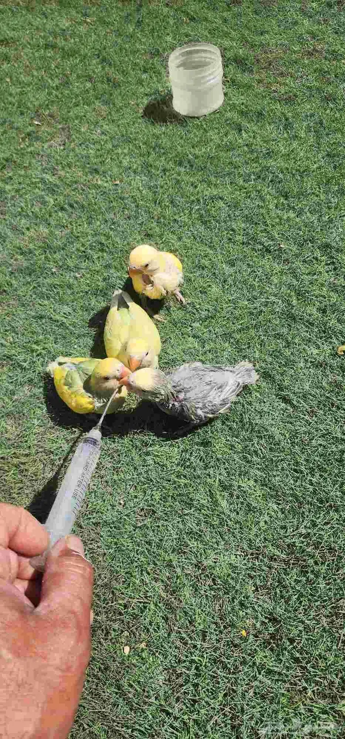 فرووخ روز غر 1
