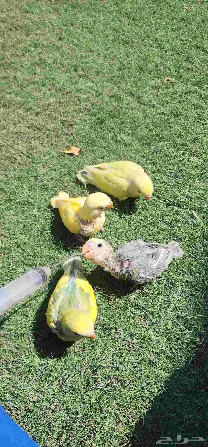 فرووخ روز غر 2
