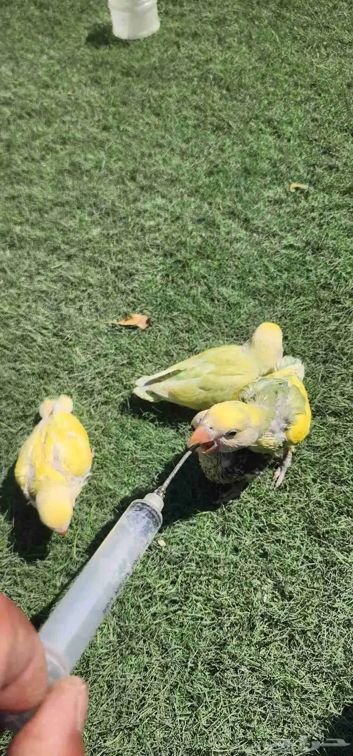 فرووخ روز غر 3