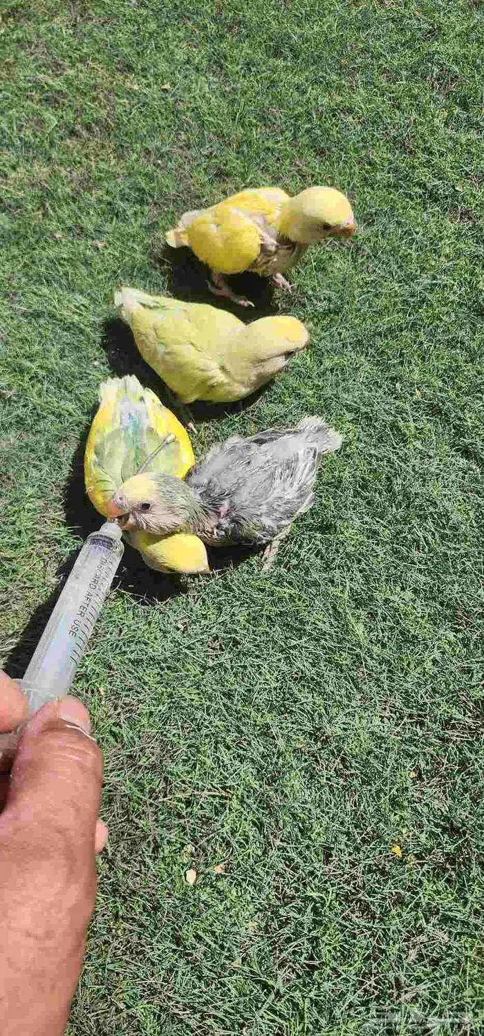 فرووخ روز غر 0