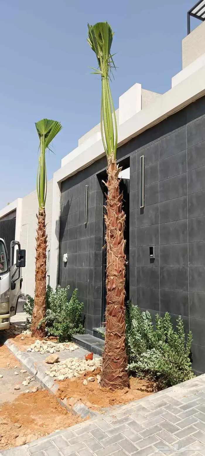 نقل وتكريب وازالة نخل واشنطني وعربي وازالة شجر 1