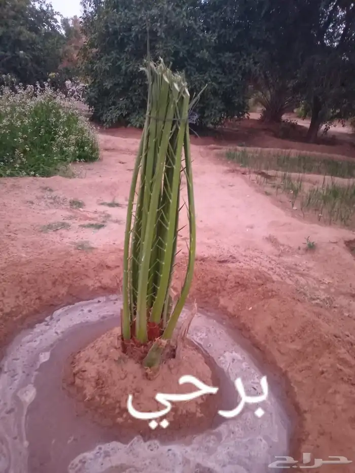 عندن جميع انواع النخيل المثمرا والمجزار ويوجد لدينا جميع 18