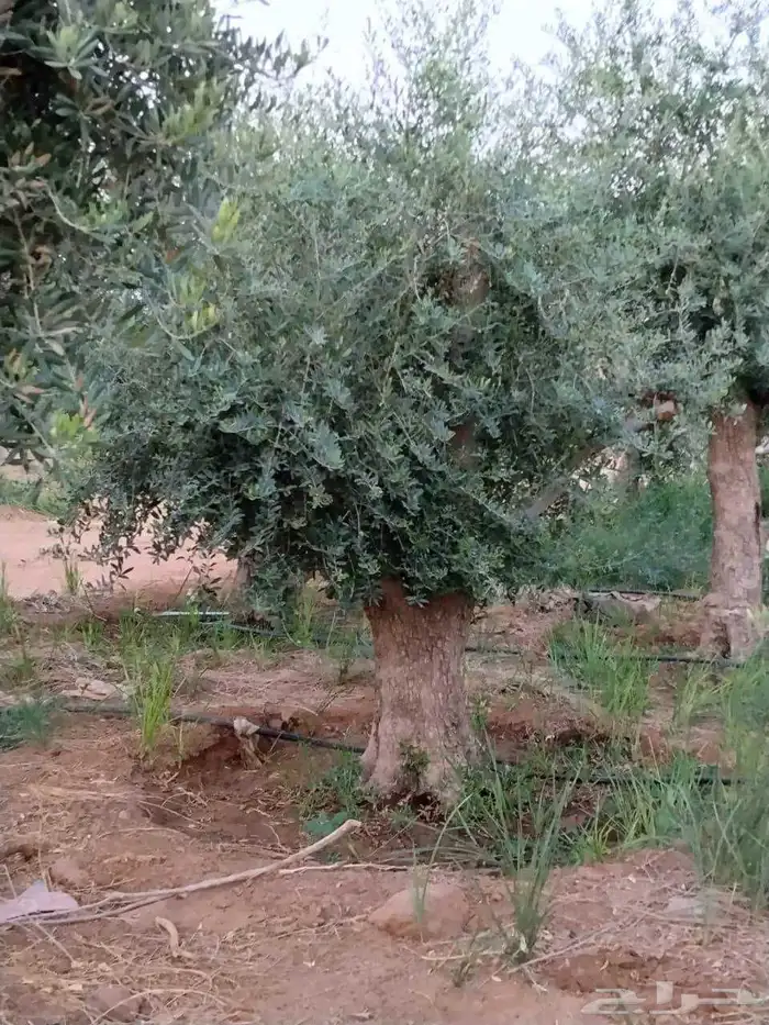 شجره الزيتون المباركه يوجد لدينا جميع الاحجام والمقاسات 7