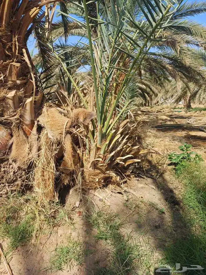 قلاع الفصائل وزراعتها وتركيب بيوت محميه وشبوك مزارع 1