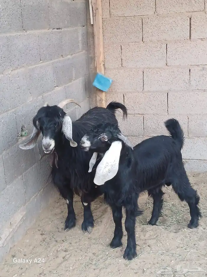 البيع معزا وفحل 2