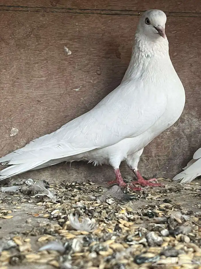 حمام باكستاني 6