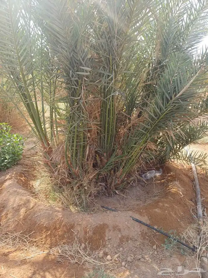 قلاع الفصائل وزراعتها وتركيب بيوت محميه وشبوك مزارع 2