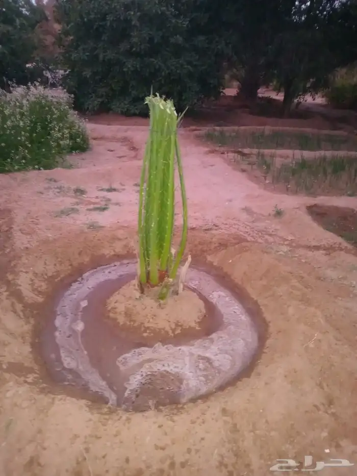 عندن جميع انواع النخيل المثمرا والمجزار ويوجد لدينا جميع 19