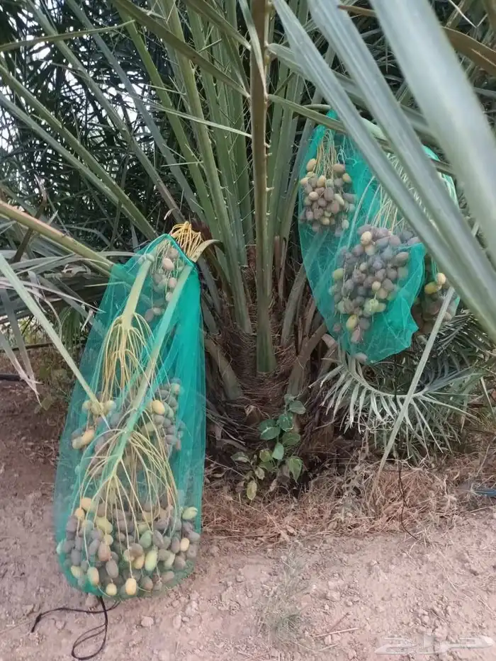 نخيل للبيع 0