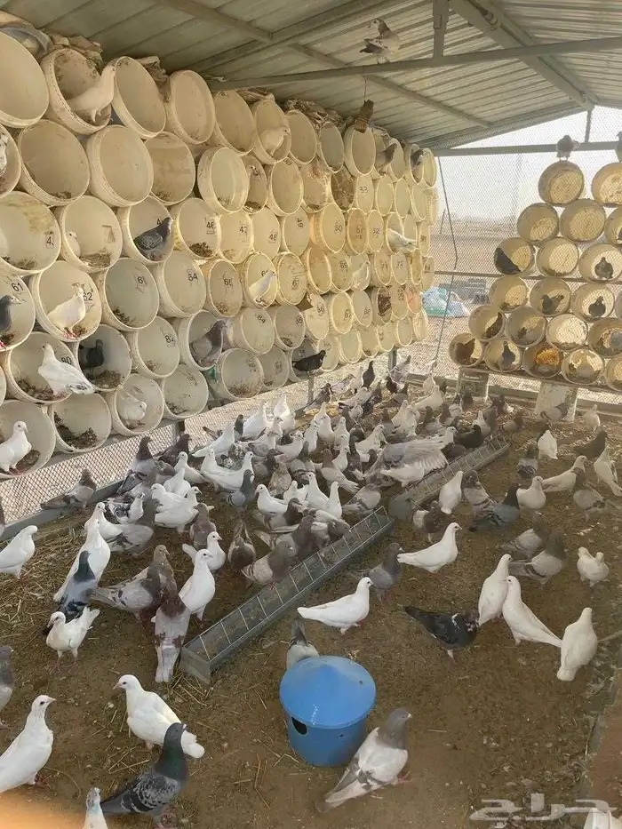 للبيع حمام فرنسي اببض وسلفر وهجين احجام طيبة ومطعم كنكر ومع 1